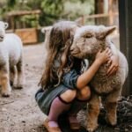 fluffy-facts-about-adorable-babydoll-sheep