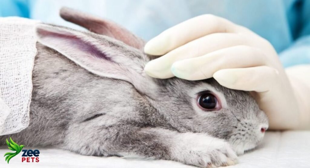 cruelty-free-beauty-modern-alternatives-to-animal-testing