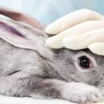 cruelty-free-beauty-modern-alternatives-to-animal-testing