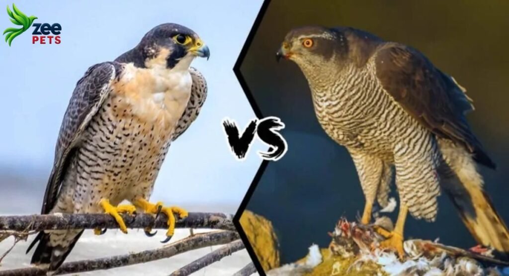 hawk-vs-falcon-how-to-tell-these-raptors-apart
