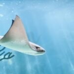 10-incredible-facts-you-never-knew-about-stingrays