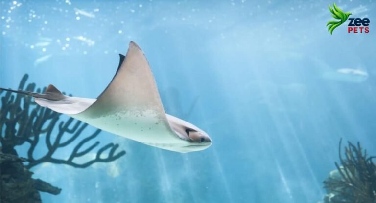 10-incredible-facts-you-never-knew-about-stingrays