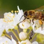 honeybees-the-tiny-workers-that-keep-our-world-alive