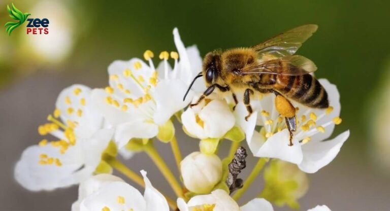 honeybees-the-tiny-workers-that-keep-our-world-alive