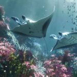 5-ocean-creatures-you-should-never-touch-and-why