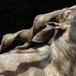 markhor-the-majestic-king-of-the-mountain-peaks
