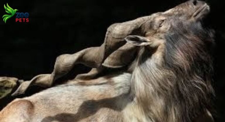 markhor-the-majestic-king-of-the-mountain-peaks