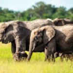 how-elephants-use-their-amazing-memory-to-survive-in-the-wild