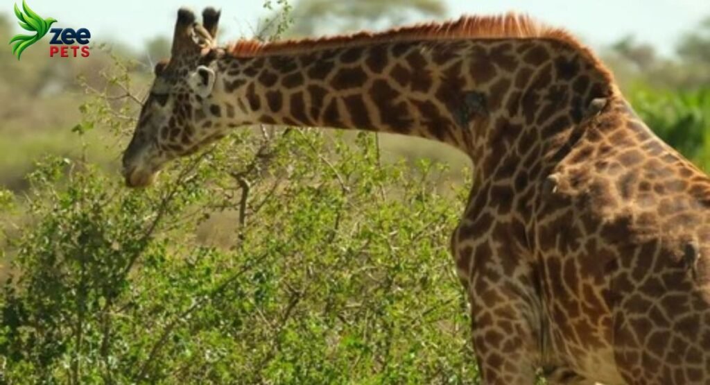 how-giraffes-use-their-long-necks-for-more-than-just-eating-leaves