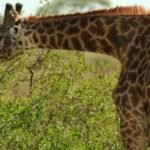 how-giraffes-use-their-long-necks-for-more-than-just-eating-leaves