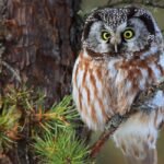 why-owls-are-the-silent-hunters-of-the-night-sky