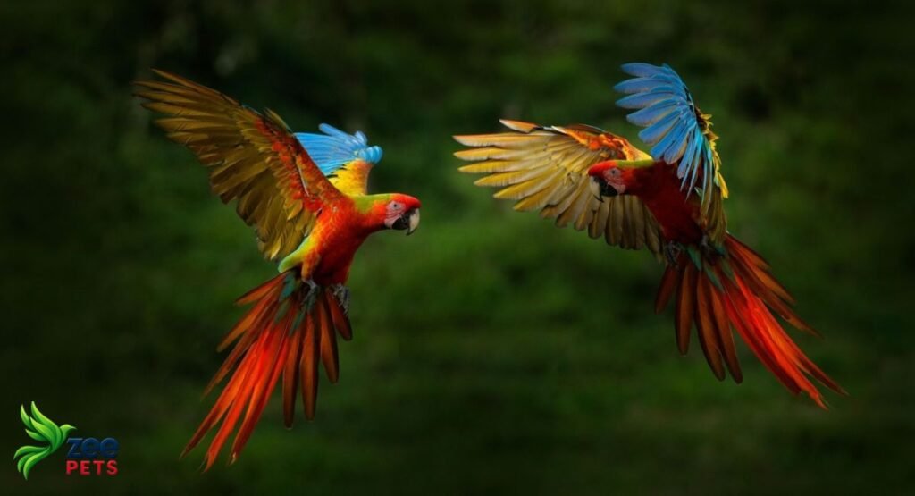 how-parrots-learn-to-mimic-human-speech-so-accurately