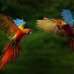 how-parrots-learn-to-mimic-human-speech-so-accurately