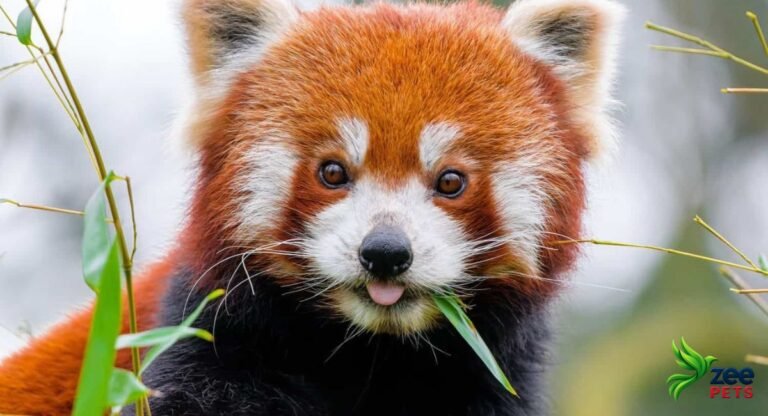Why Red Pandas Are One of the Forest’s Most Mysterious Climbers