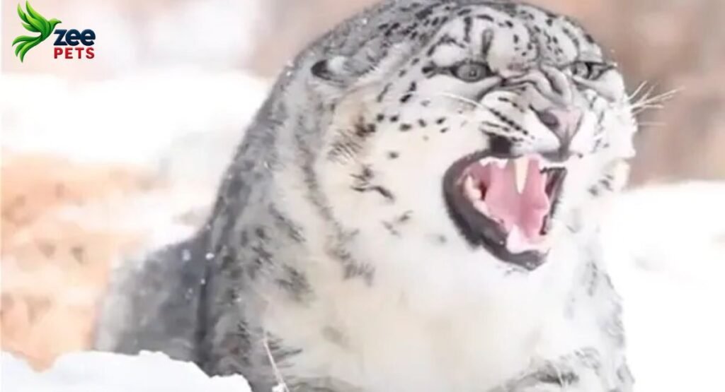 snow-leopards-the-elusive-big-cats-of-the-earth