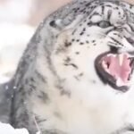 snow-leopards-the-elusive-big-cats-of-the-earth